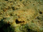 cieloestrellas reef9.jpg